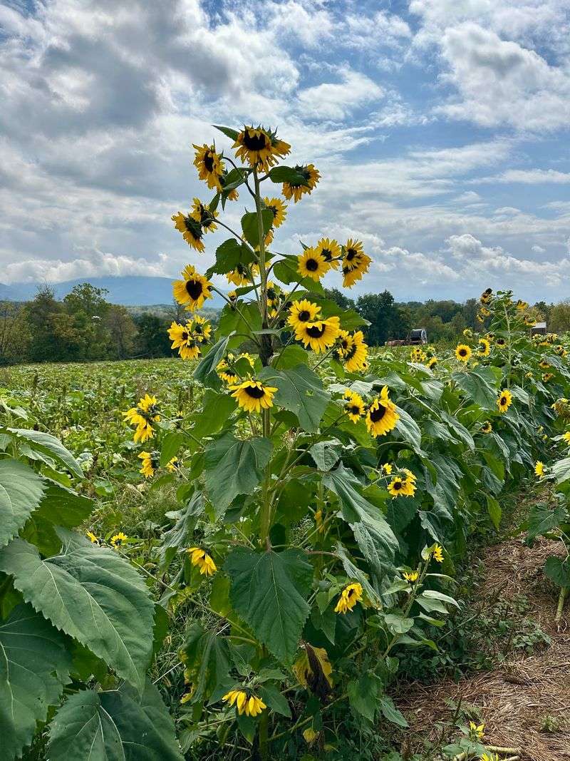 Endless View Farms - Crimora