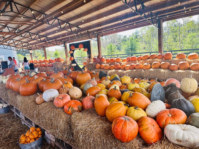 Amber Brooke Farms - Eustis