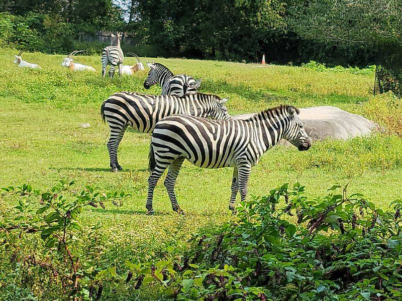 Southwick's Zoo, Mendon, Worcester County