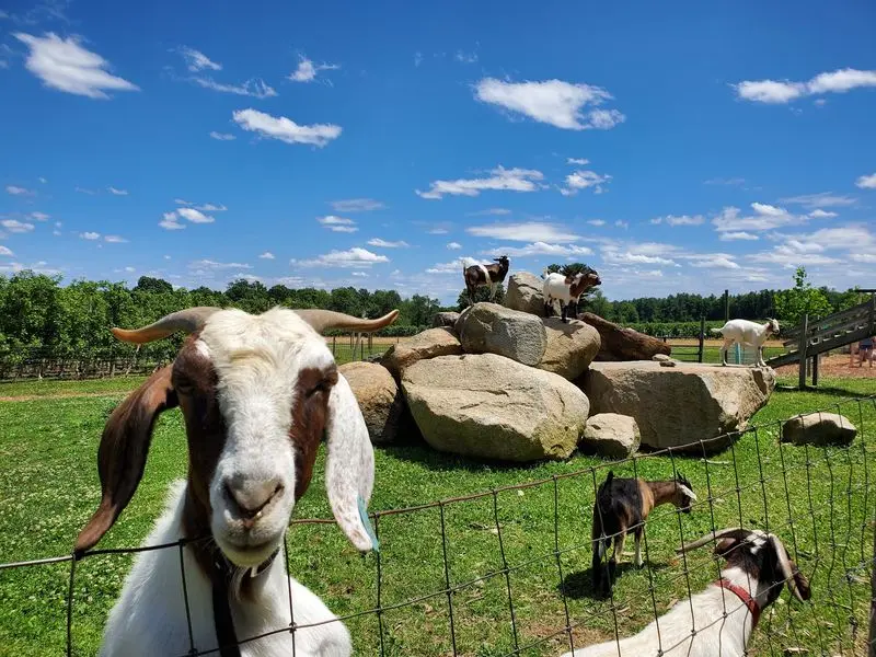 Tougas Family Farm, Northborough, Worcester County