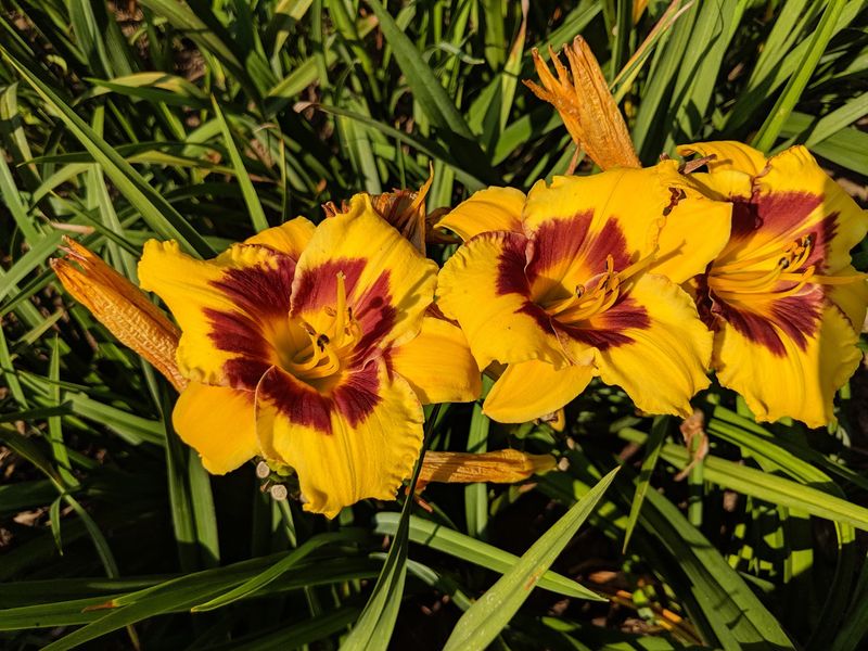 Peak Bloom Is The Star Of The Show