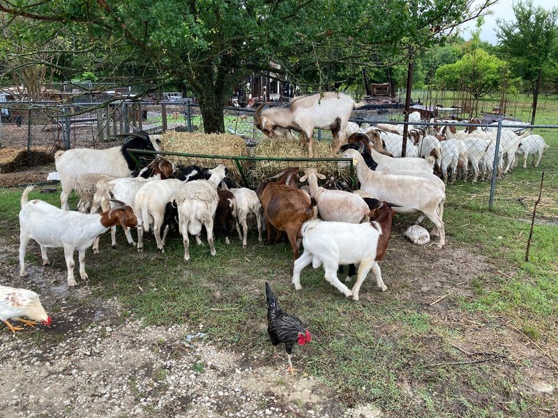 Animal Farm Texas - Blossom