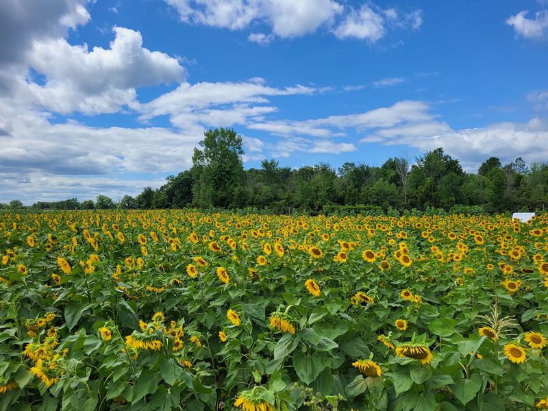 Blake’s Orchard and Cider Mill - Armada