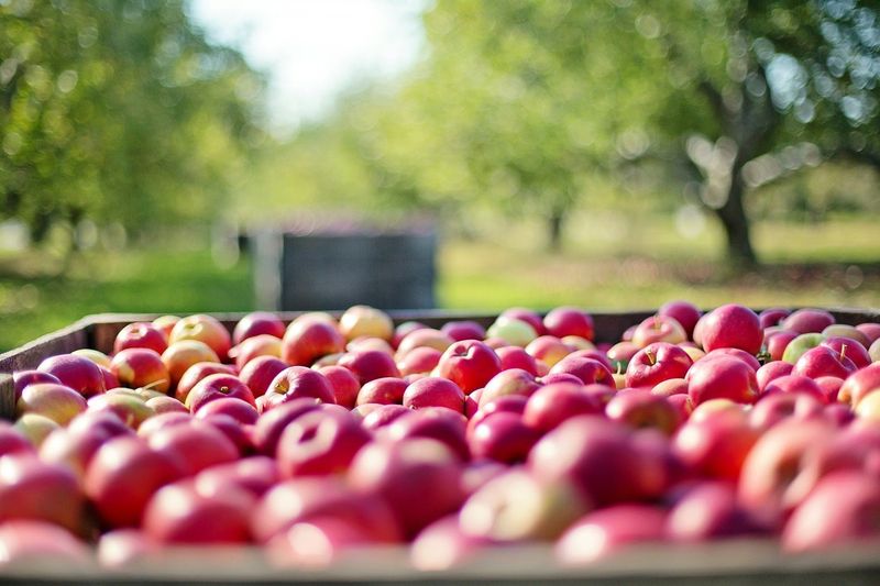 Gravert's Apple Basket Orchard - Sabula