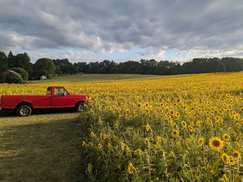 Gorby Sunflowers - Allegan