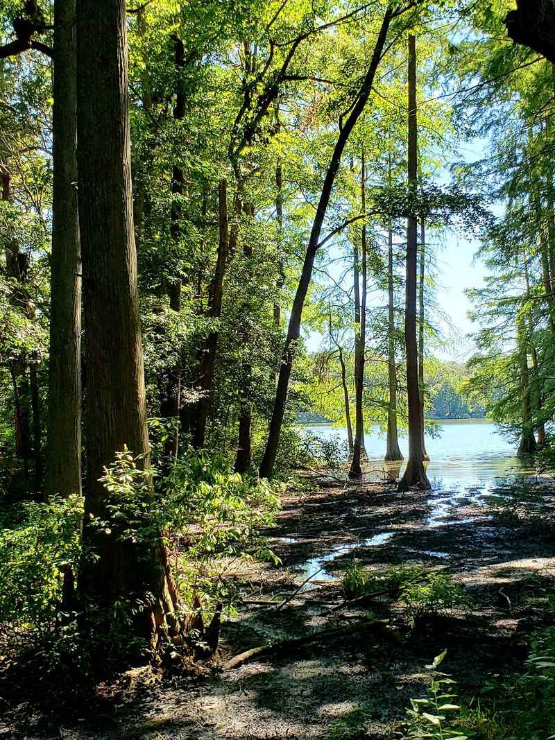 Trap Pond State Park, Laurel, Sussex County