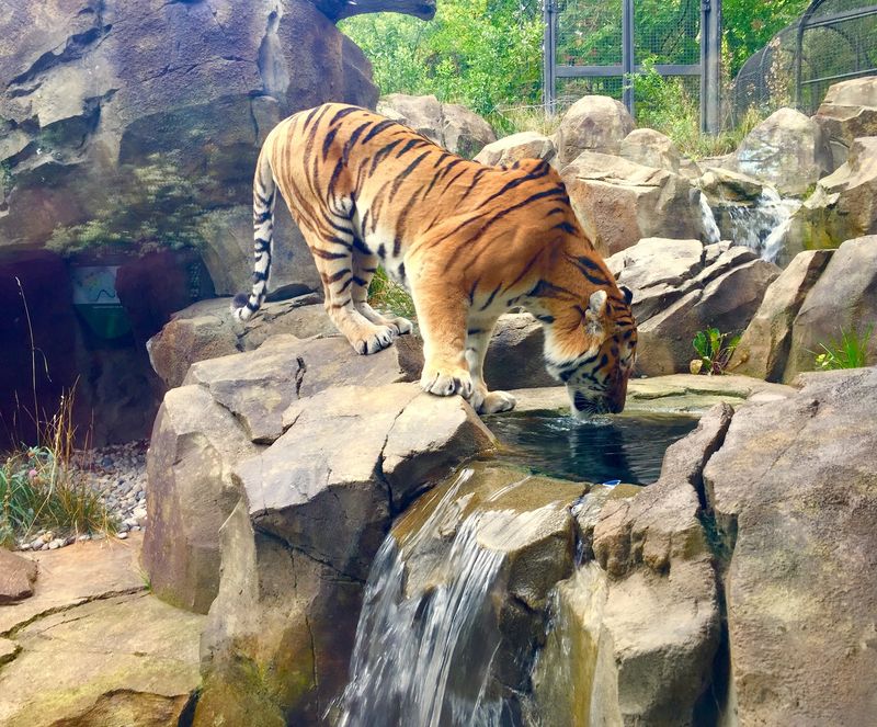 John Ball Zoo in Grand Rapids