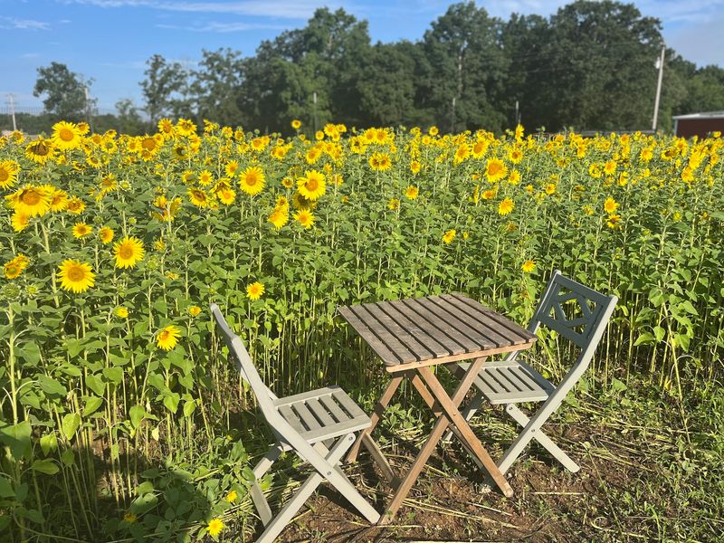 Wise Acres Organic Farm - Indian Trail