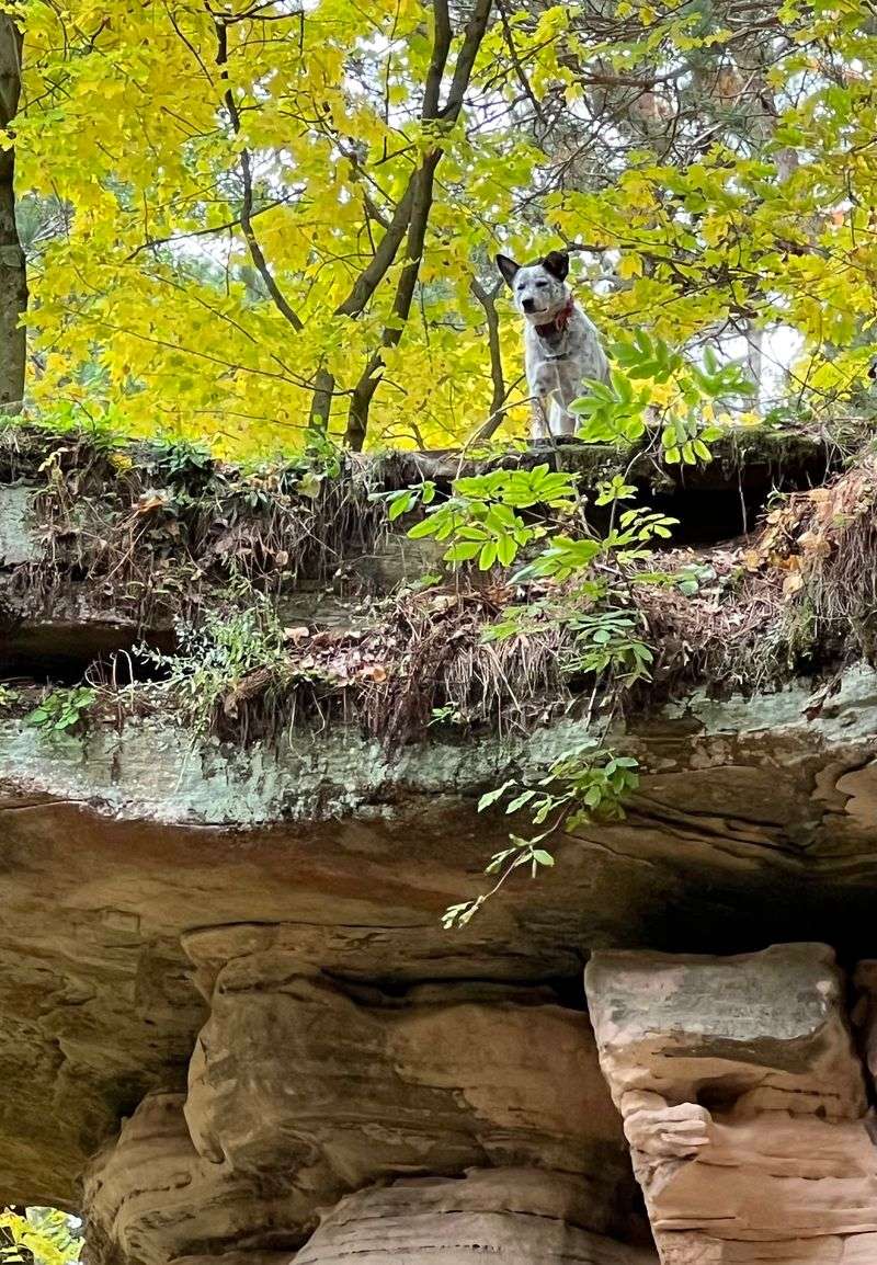 Watch the Famous Dog Leap Across the Rock