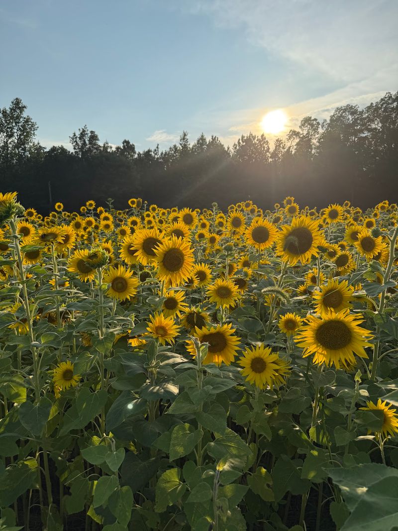 Fresh Branch Farm - Mechanicsville