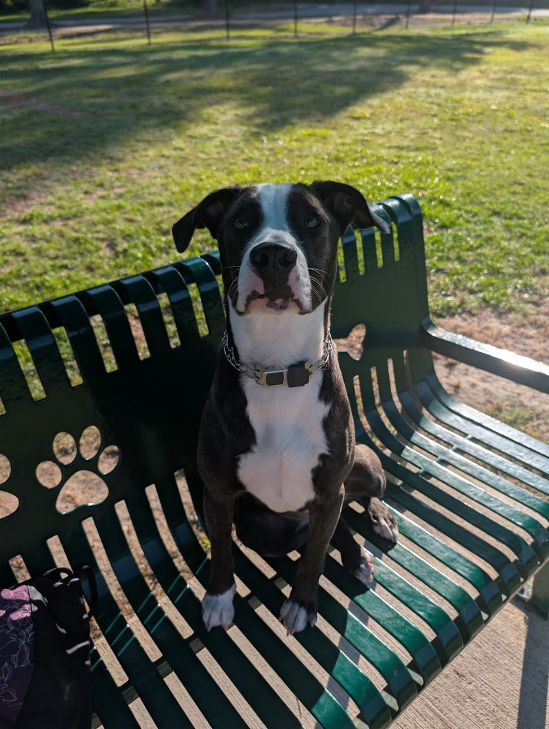 Best Friend's Dog Park in Rocky Mount, Nash County,