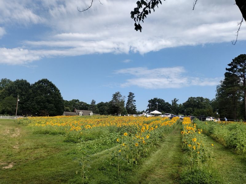 Dewberry Farm - Kernersville