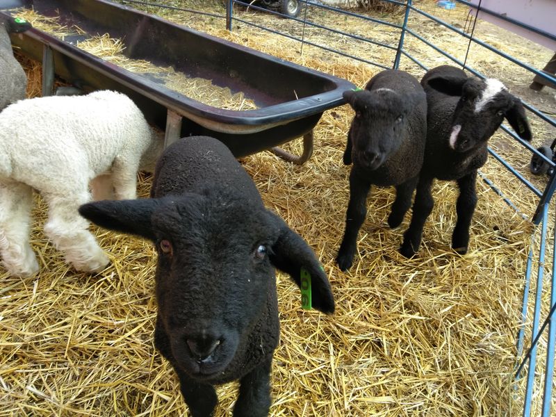 Critter Barn in Zeeland