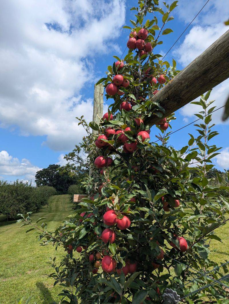 Appleberry Farm: A Small-Farm Afternoon