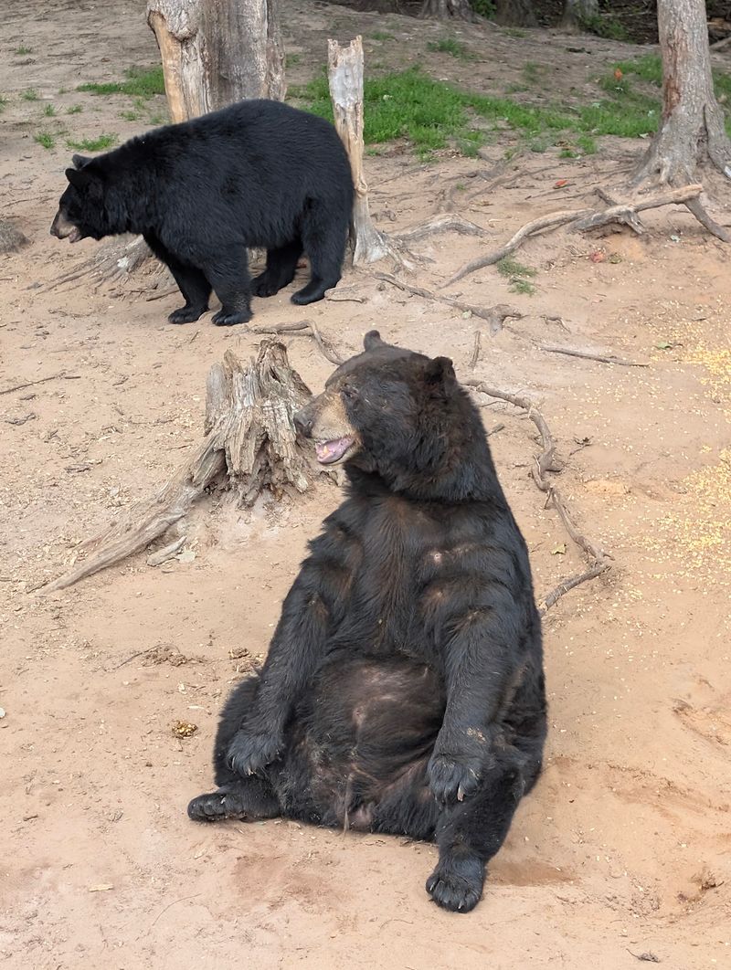 Large Habitats Made For Watching Natural Behavior