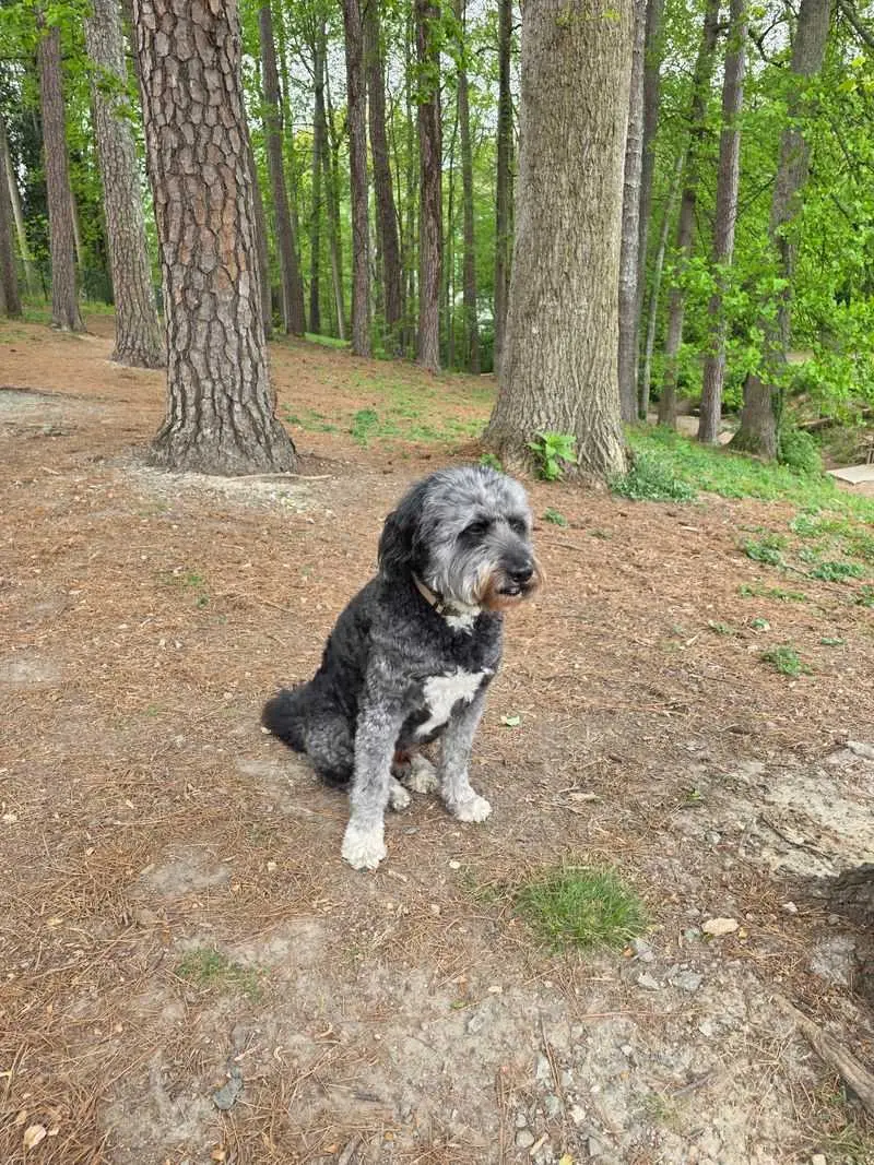 Brookhaven Park, Brookhaven, DeKalb County