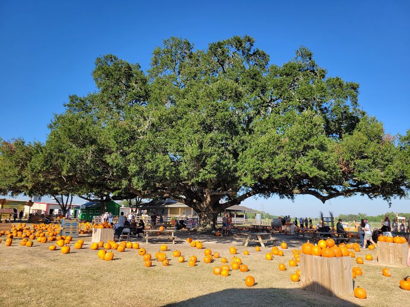 Froberg's Farm, Alvin