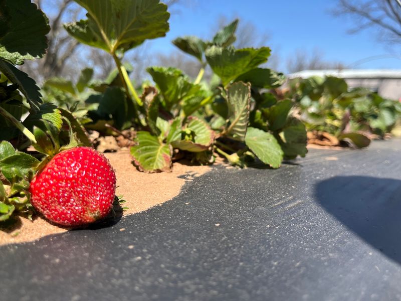 Morath Orchard - Charlie