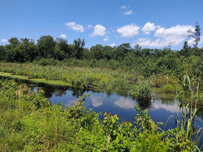 Great Dismal Swamp National Wildlife Refuge - Suffolk