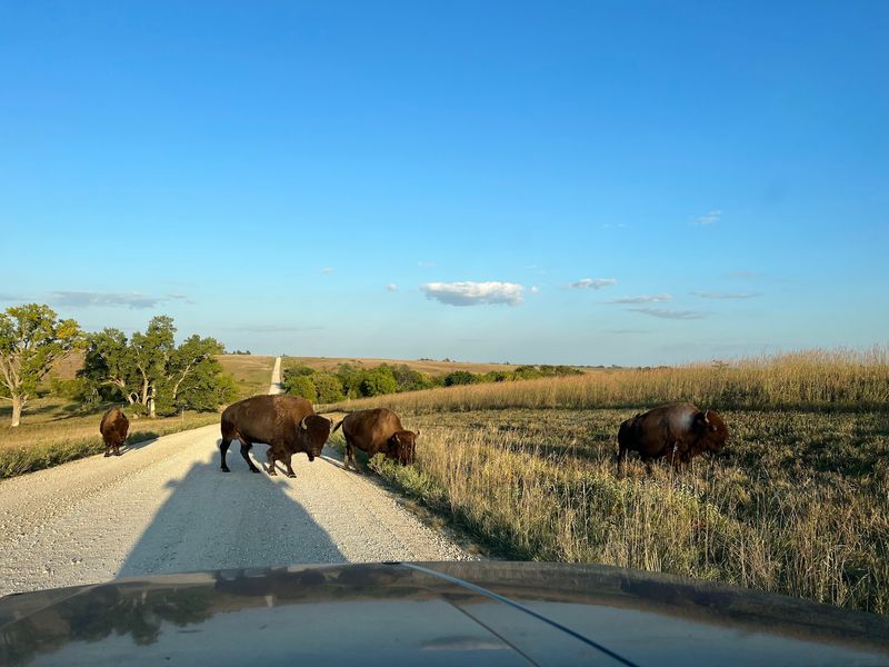 The Prairie Wildlife Drive