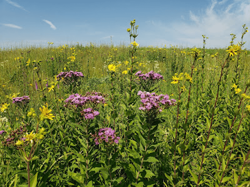 Wildflowers That Change the Whole Walk