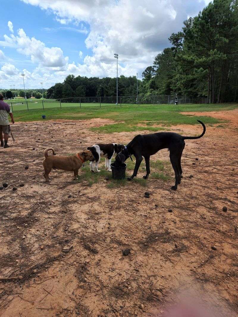Dog Park at George Poston Park in Gastonia, Gaston County,