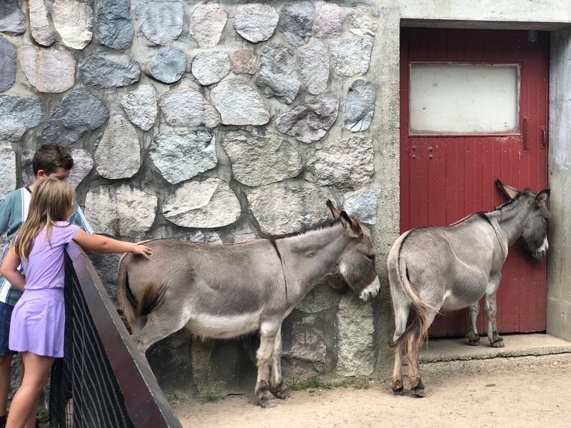 Animal Encounters Add Birthday-Level Excitement