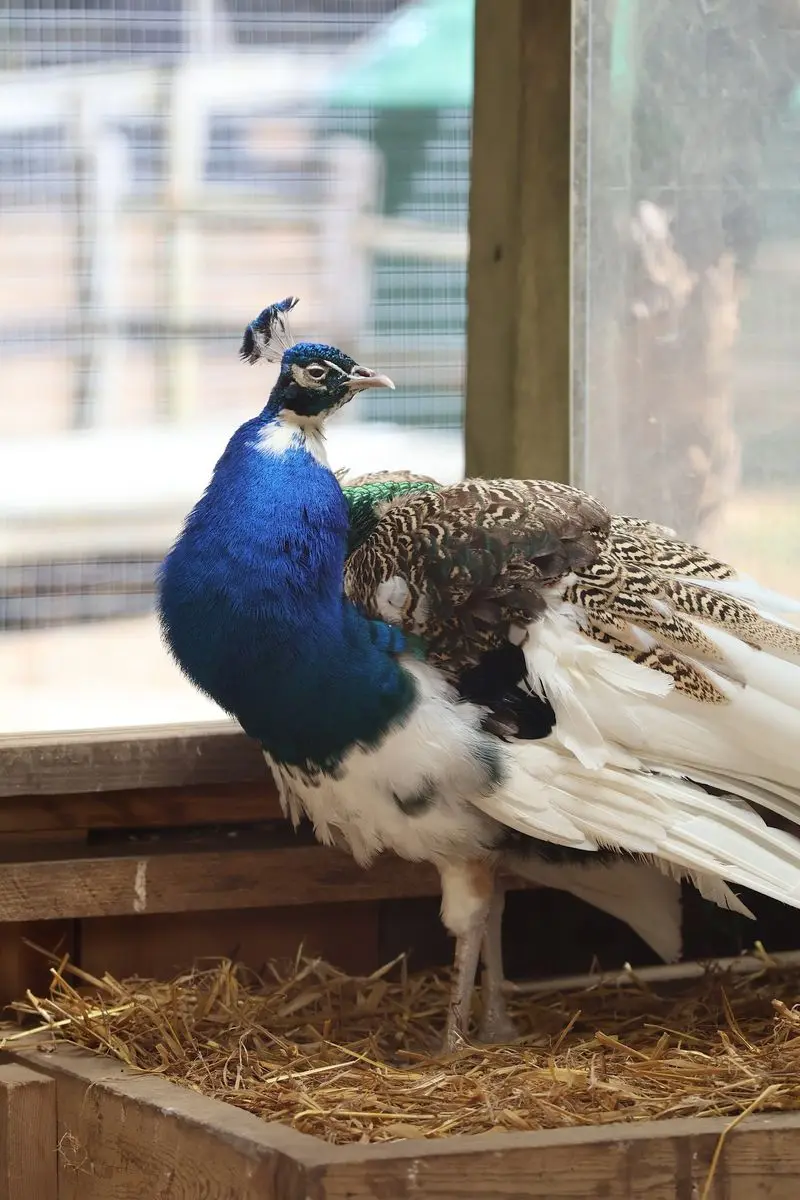 Winslow Animal Farm, Norton, Bristol County