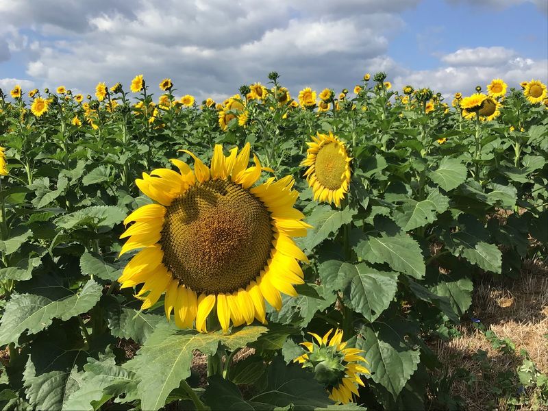 Beaver Dam Farm - Buchanan