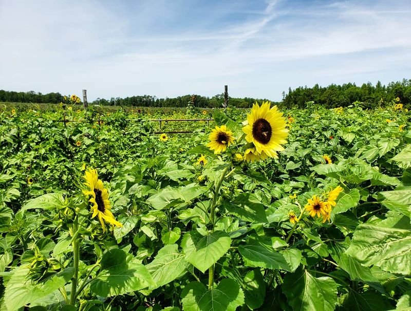 Check For Seasonal Farm Activities