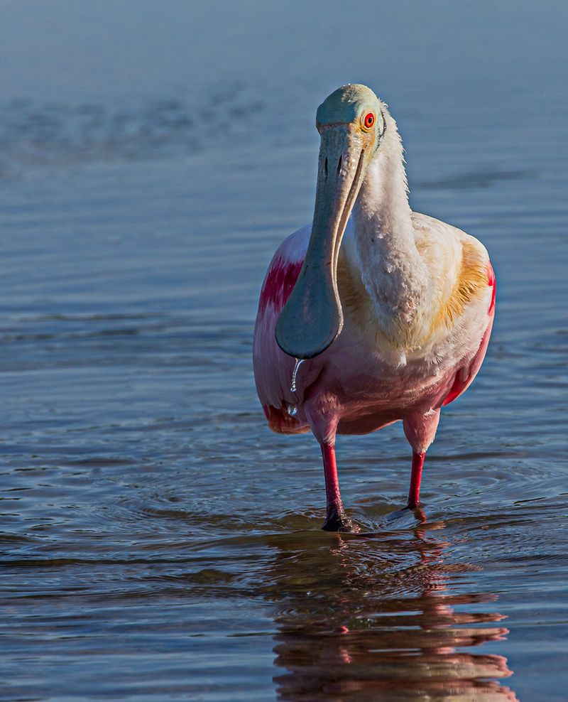 Look for Wildlife While You Walk