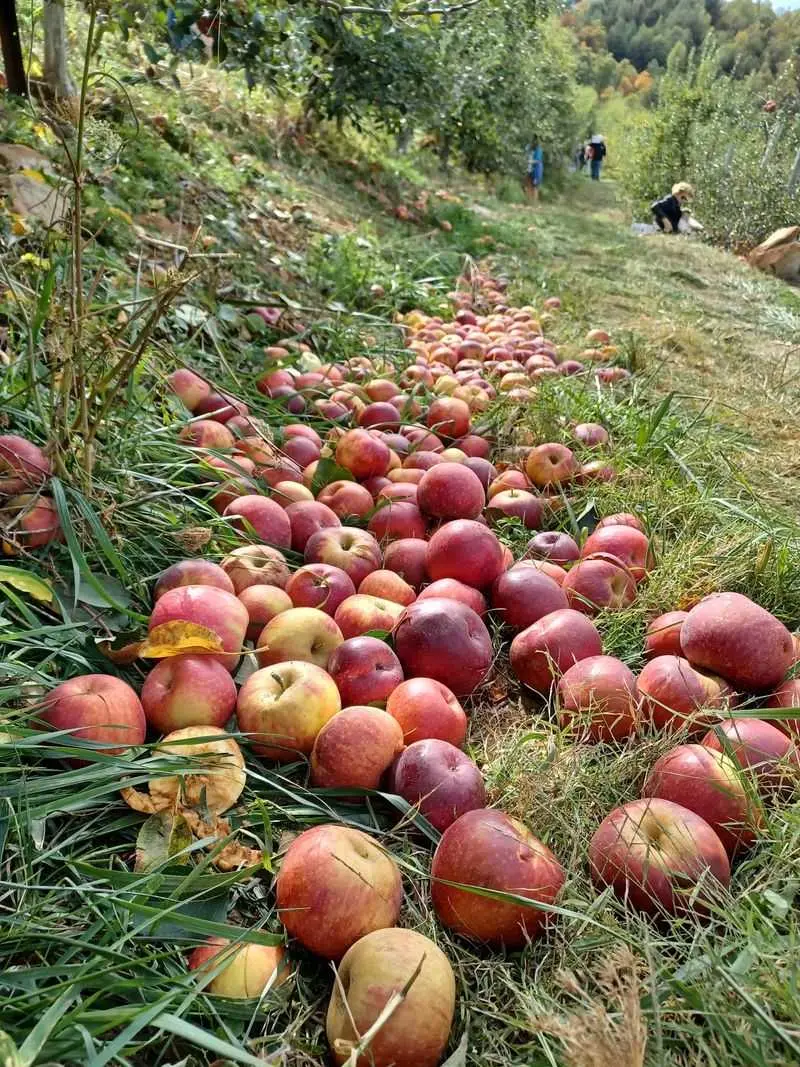 Turn Apple Picking Into a Family Adventure