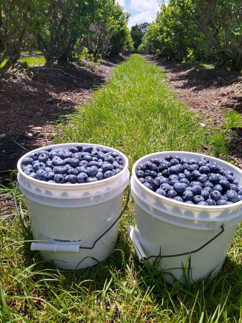 Beck Brothers Blueberries - Windermere