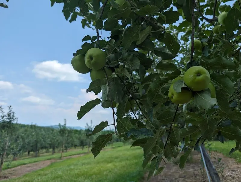 Follow the Call of the Apple Trees