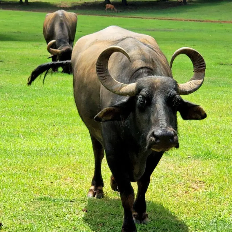 Cherokee Trace Drive-Thru Safari, Jacksonville, Cherokee County