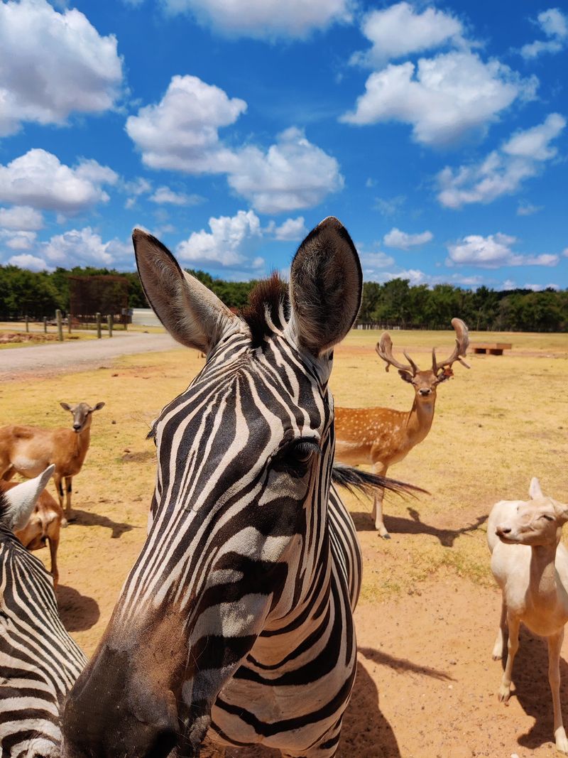 Franklin Drive Thru Safari in Franklin, Robertson County