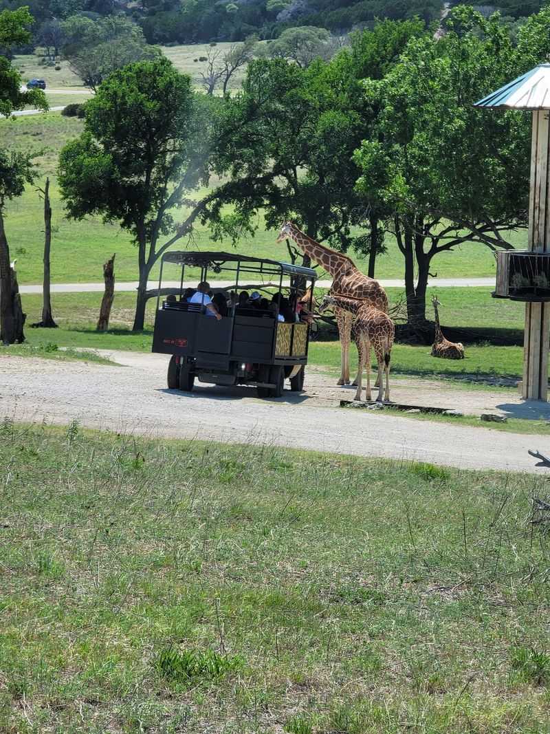 Consider a Guided Safari Instead
