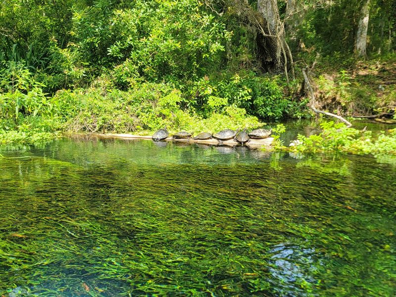 Watch For Wildlife Around The Springs