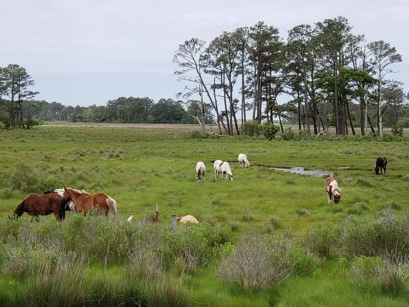 Look for Chincoteague Ponies Along Beach Road