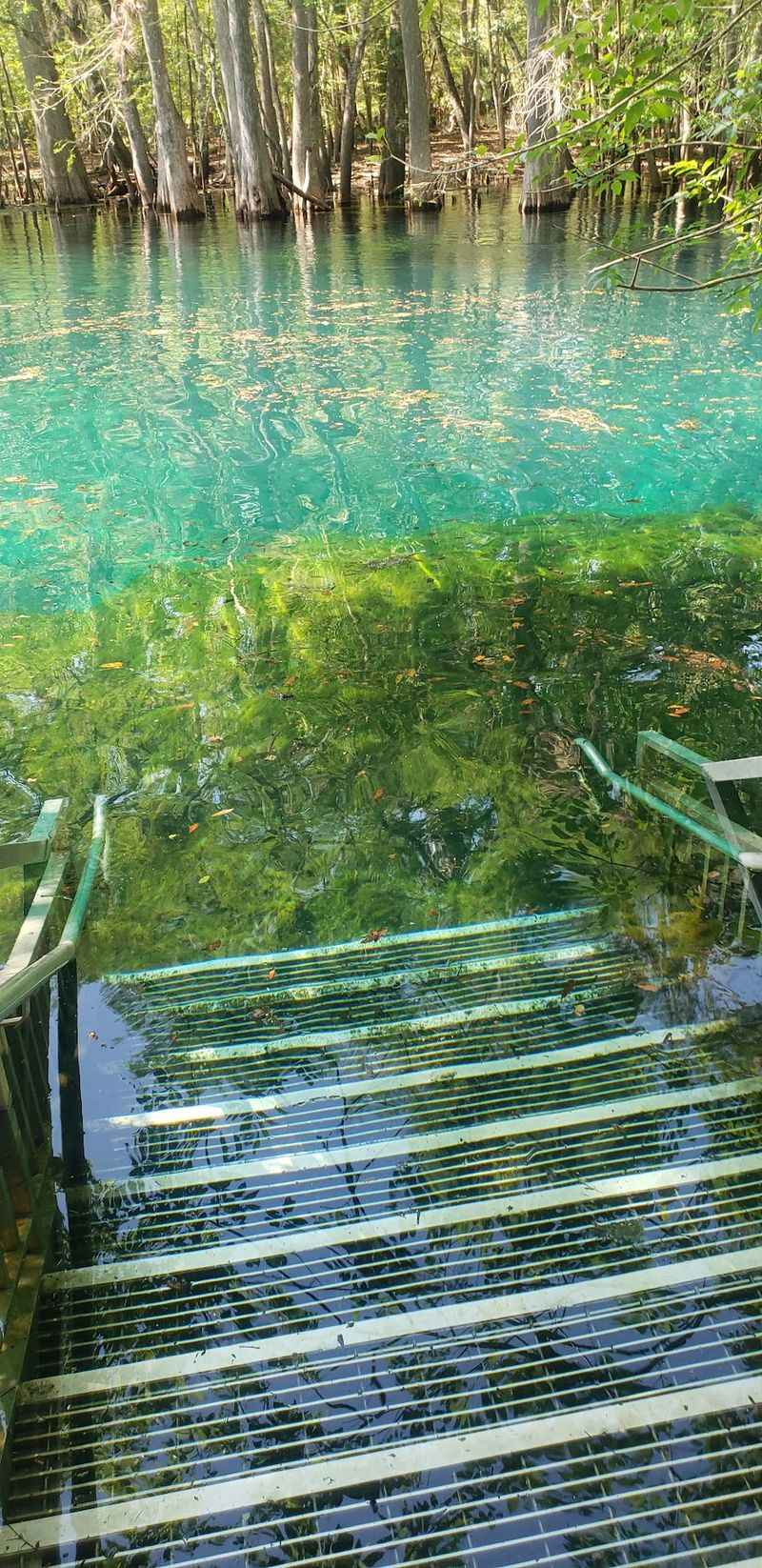 Take a Slow Paddle Through Manatee Country