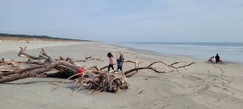 Hunt for Shells and Sand Dollars