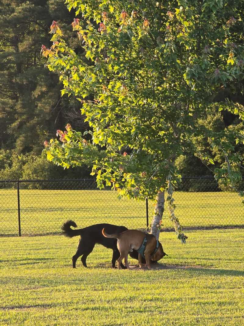 Lumberton Dog Park in Lumberton, Robeson County,