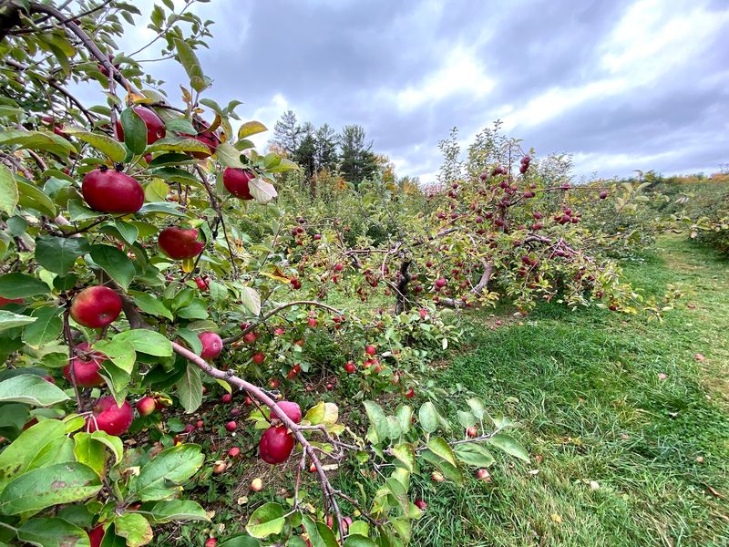 Pine Hill Orchards - Colrain