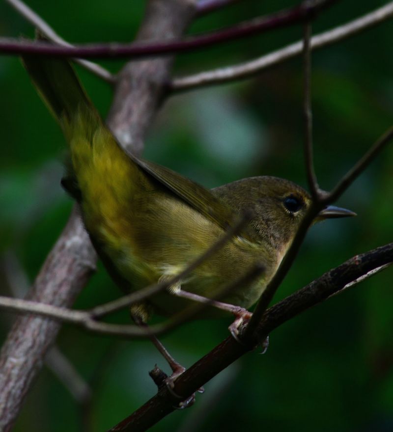 Keep An Eye Out For Migrating Birds