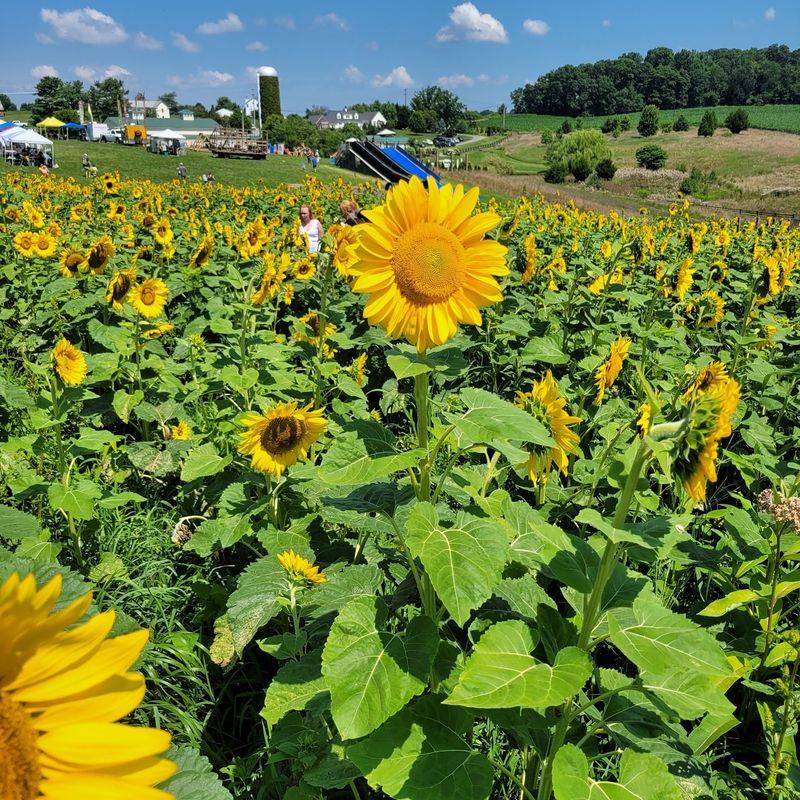 Sinkland Farms Pumpkin Festival - Christiansburg