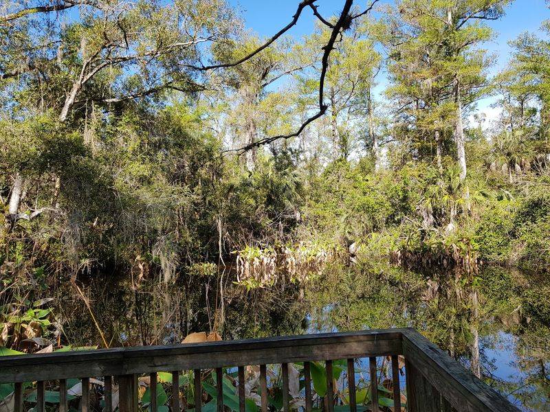 Big Cypress Bend Boardwalk - Naples