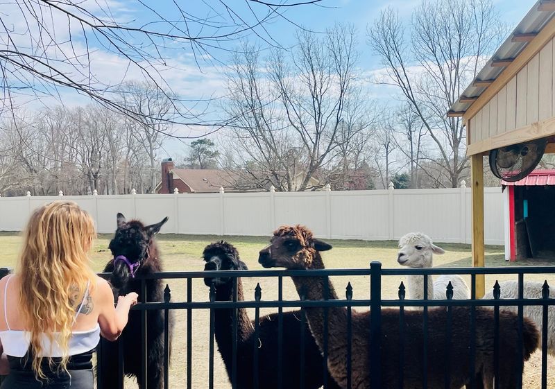 Meet the Animals at It's A Zoo Life