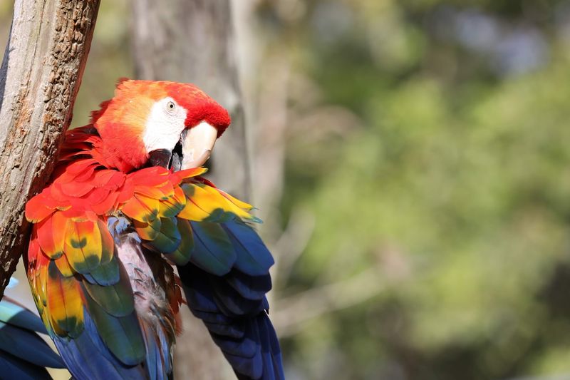 Conservation Gives The Color A Deeper Purpose