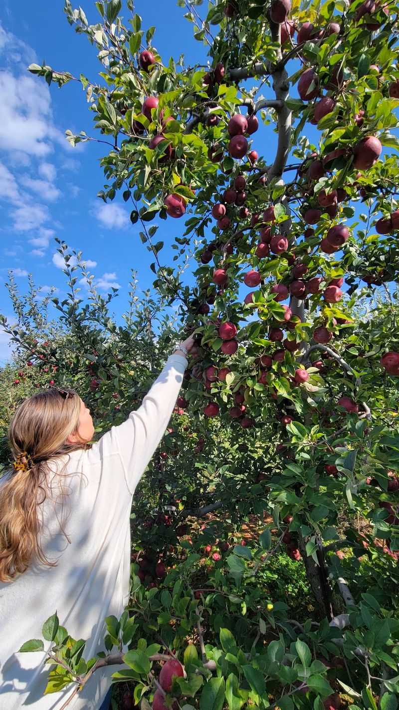 Pick Your Own Apples on the Mountain