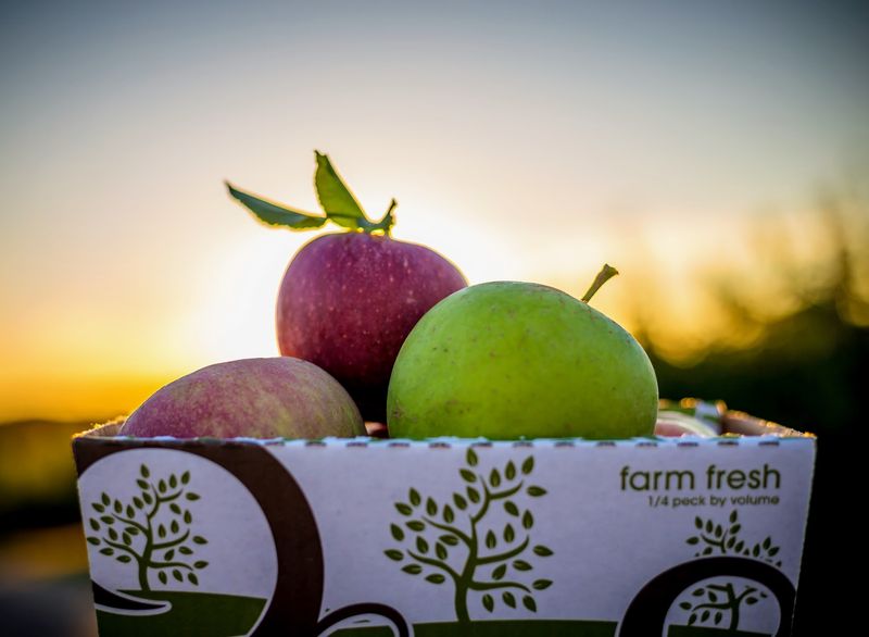Apple Picking That Feels Like A Fall Treasure Hunt